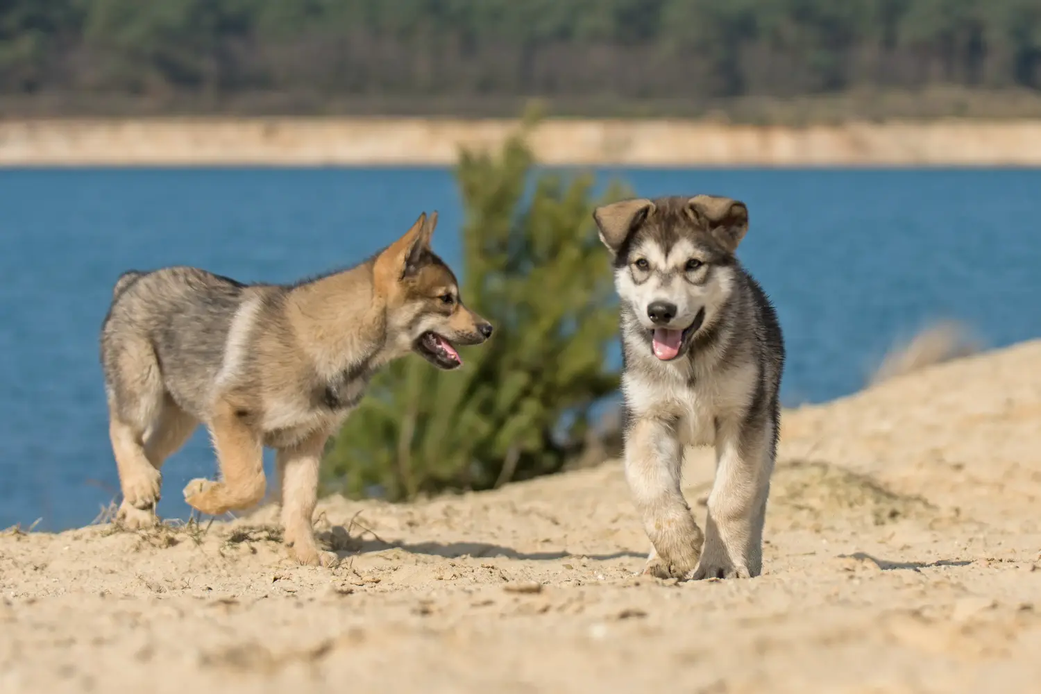 Buying a Tamaskan puppy means taking responsibility! Buy Tamaskan puppies.