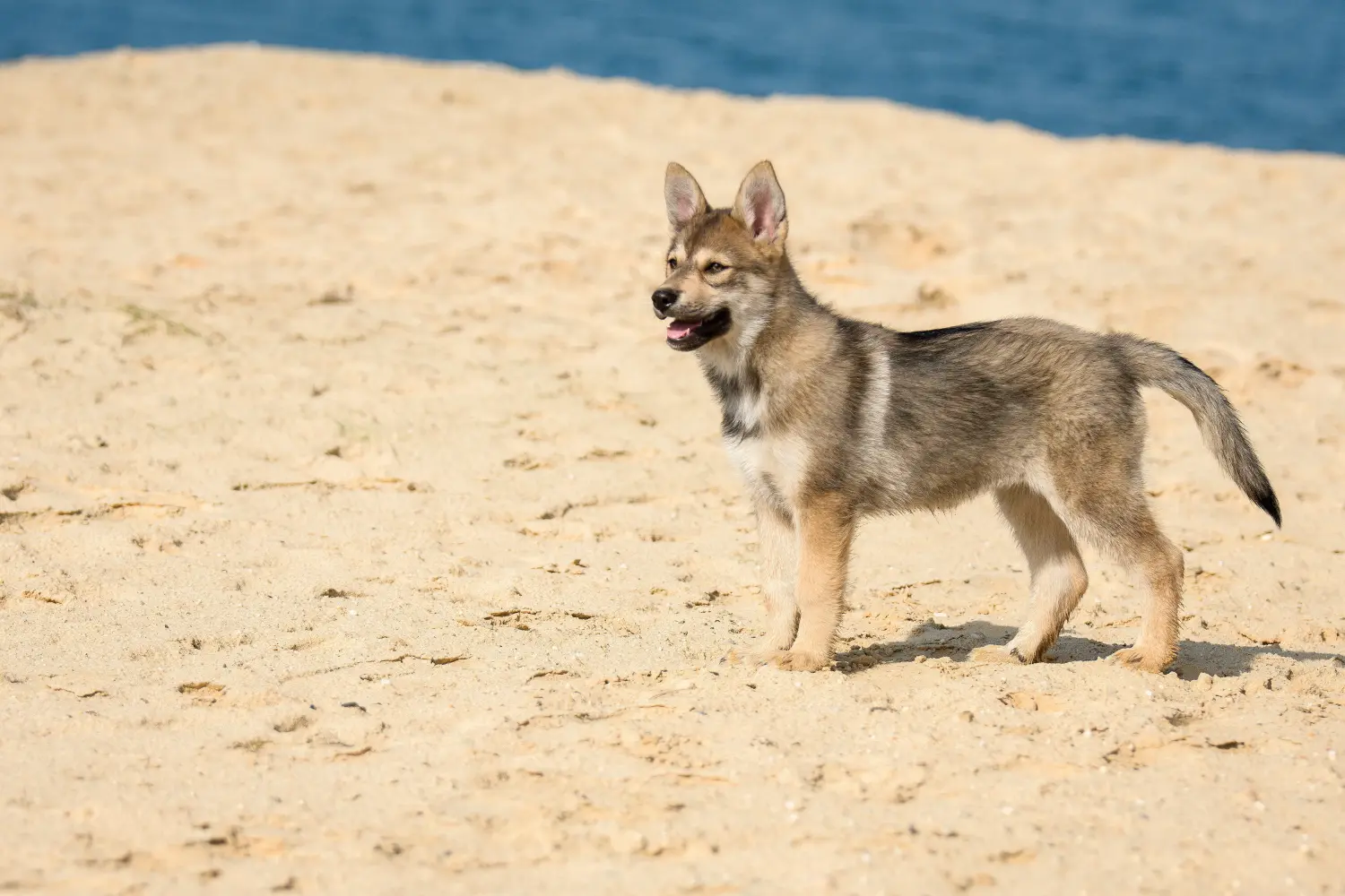 Buying a Tamaskan puppy means taking responsibility! Buy Tamaskan puppies.