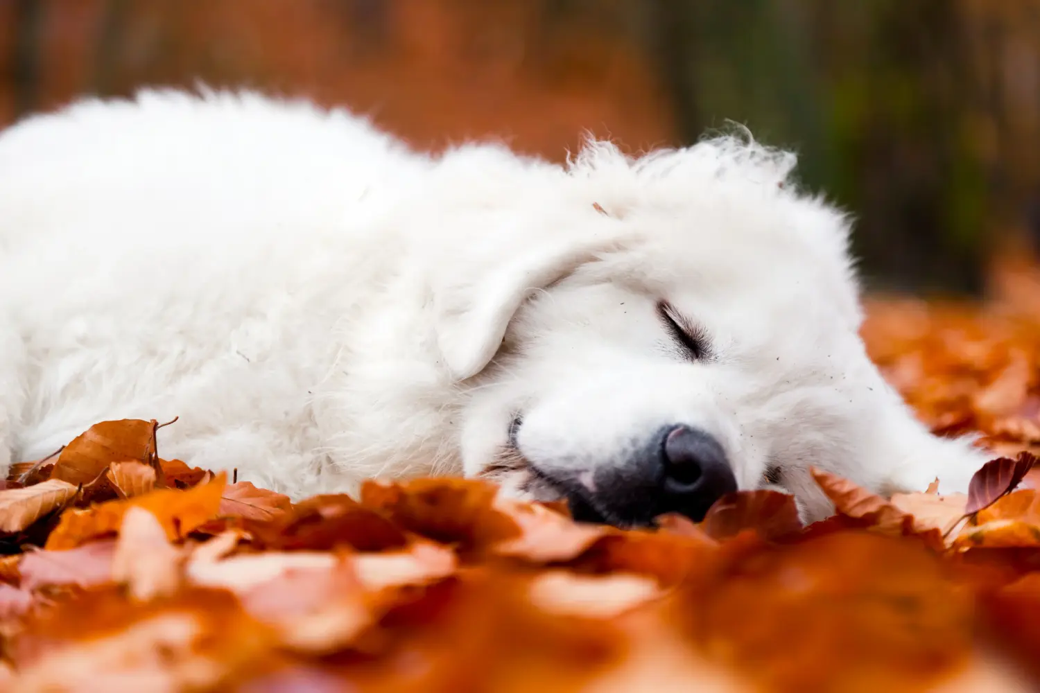 Buying a Tatra Sheepdog puppy means taking responsibility! Buy Tatra Sheepdog puppies.