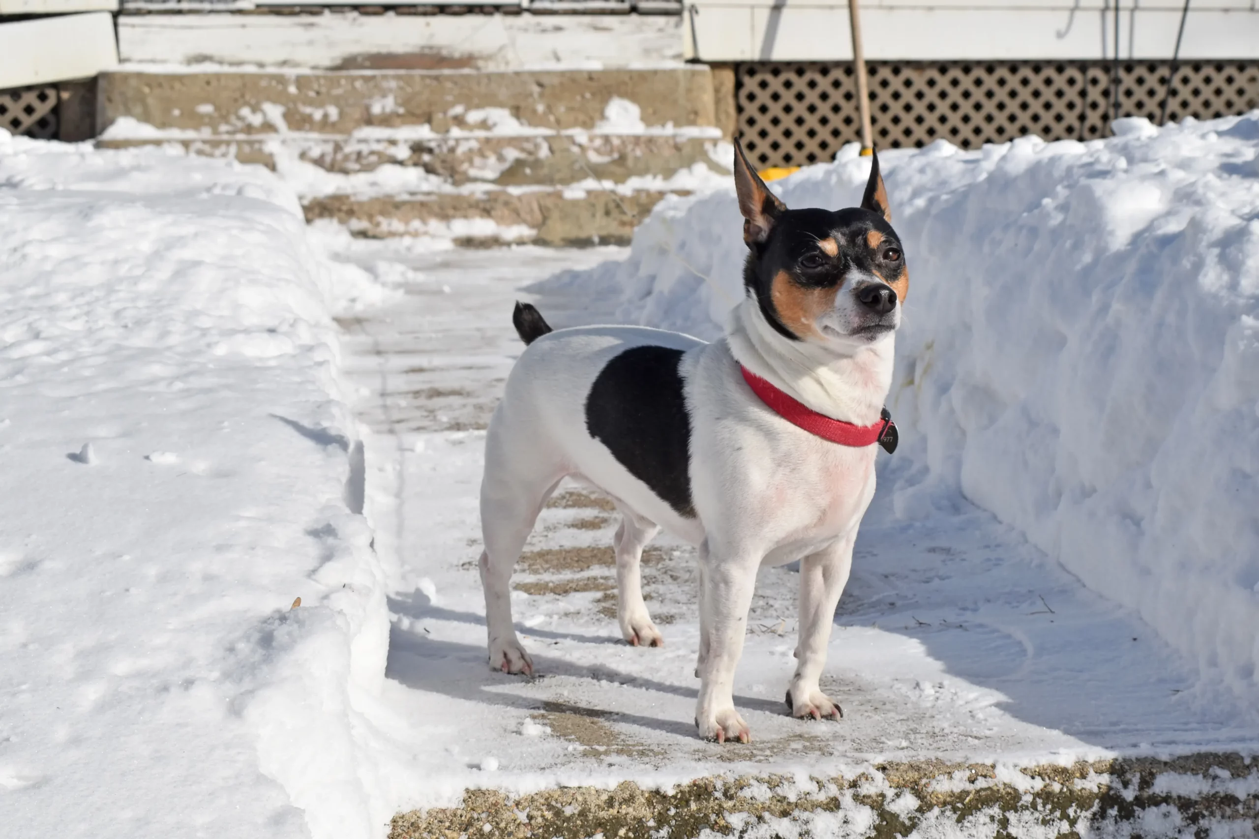 Read more about the article Teddy Roosevelt Terrier Breeder