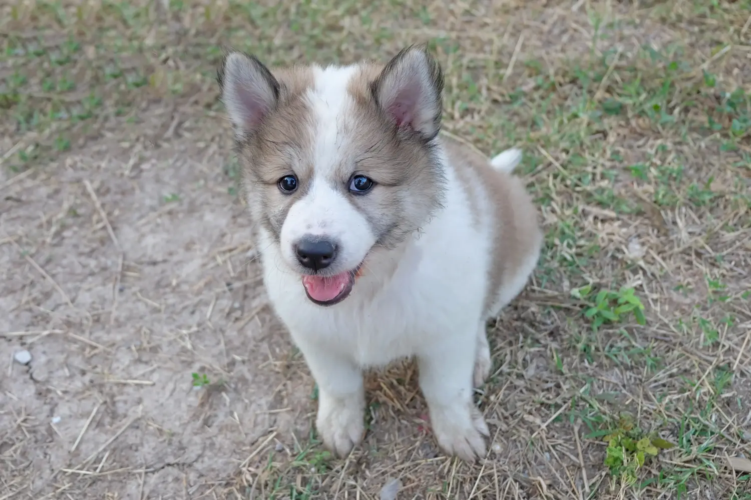 Buying a Thai Bangkaew Dog puppy means taking responsibility! Buy Thai Bangkaew Dog puppies.