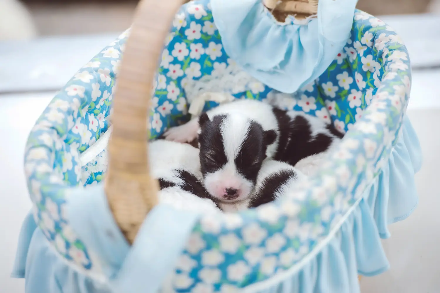 Buying a Thai Bangkaew Dog puppy means taking responsibility! Buy Thai Bangkaew Dog puppies.