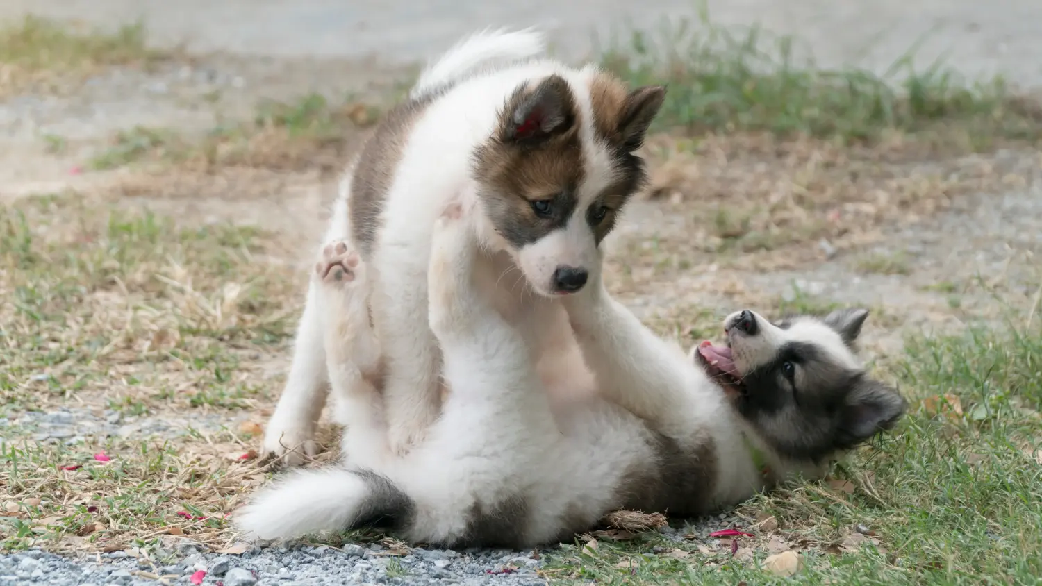 Buying a Thai Bangkaew Dog puppy means taking responsibility! Buy Thai Bangkaew Dog puppies.