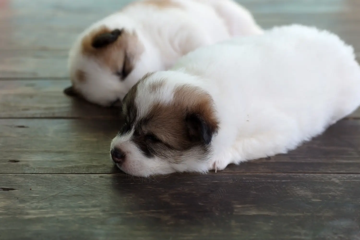 Buying a Thai Bangkaew Dog puppy means taking responsibility! Buy Thai Bangkaew Dog puppies.