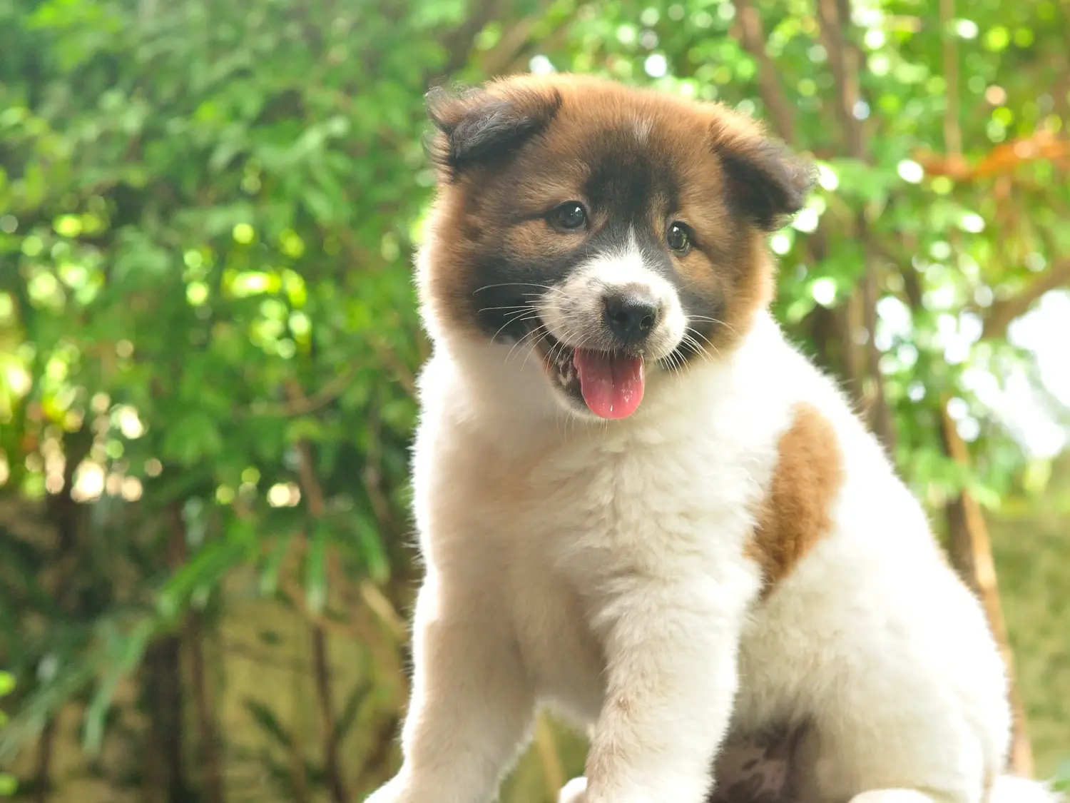 Buying a Thai Bangkaew Dog puppy means taking responsibility! Buy Thai Bangkaew Dog puppies.