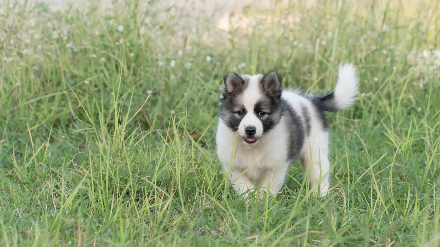 Buying a Thai Bangkaew Dog puppy means taking responsibility! Buy Thai Bangkaew Dog puppies.