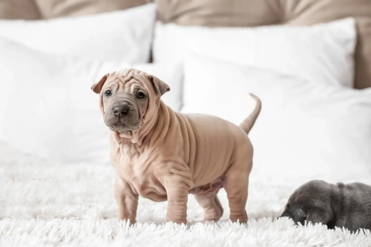 Buying a Thai Ridgeback puppy means taking responsibility! Buy Thai Ridgeback puppies.