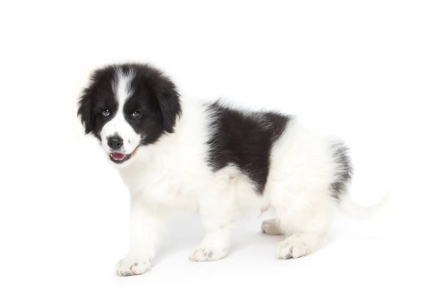 Buying a Tornjak puppy means taking responsibility! Buy Tornjak puppies.