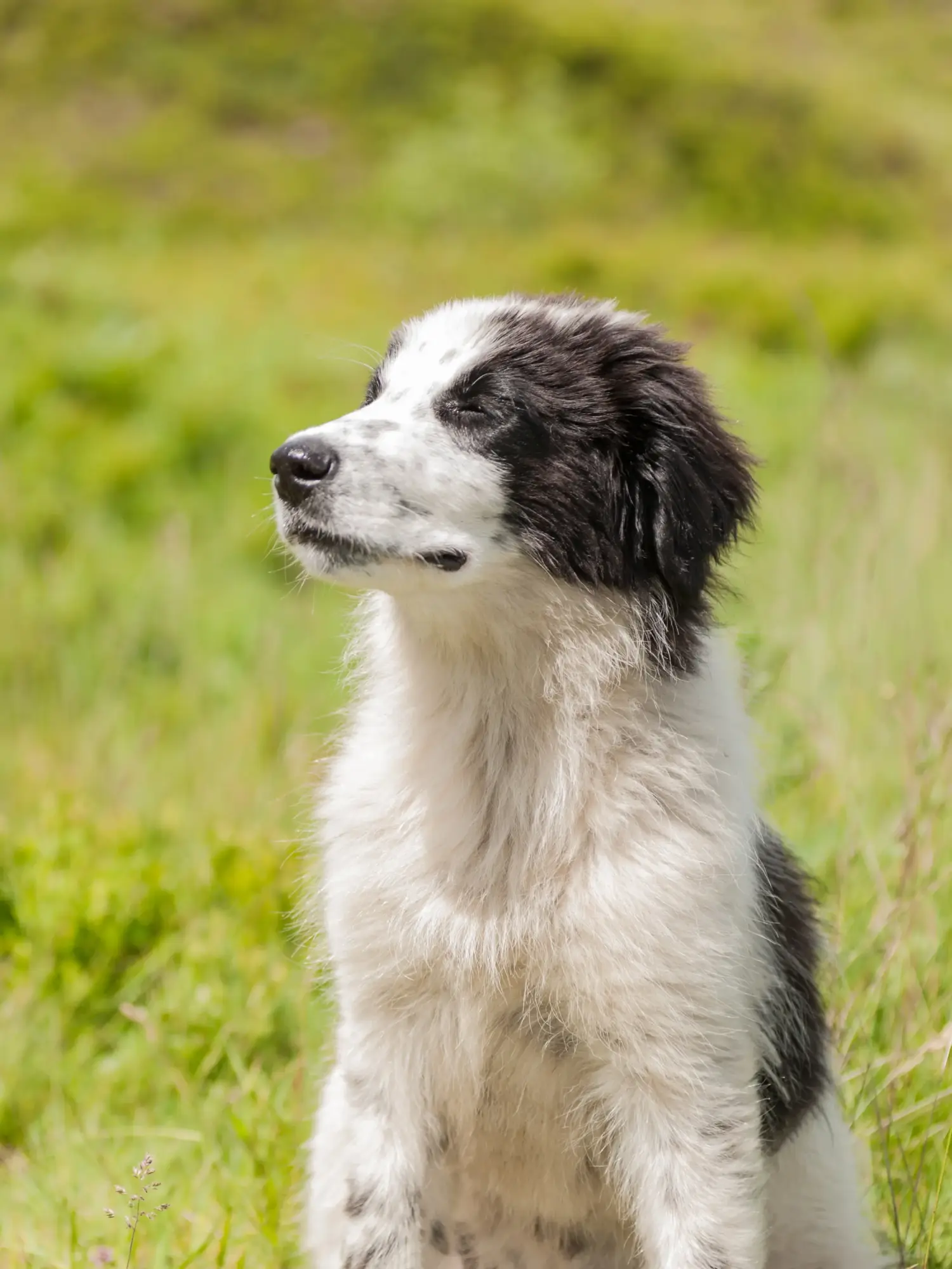 Buying a Tornjak puppy means taking responsibility! Buy Tornjak puppies.