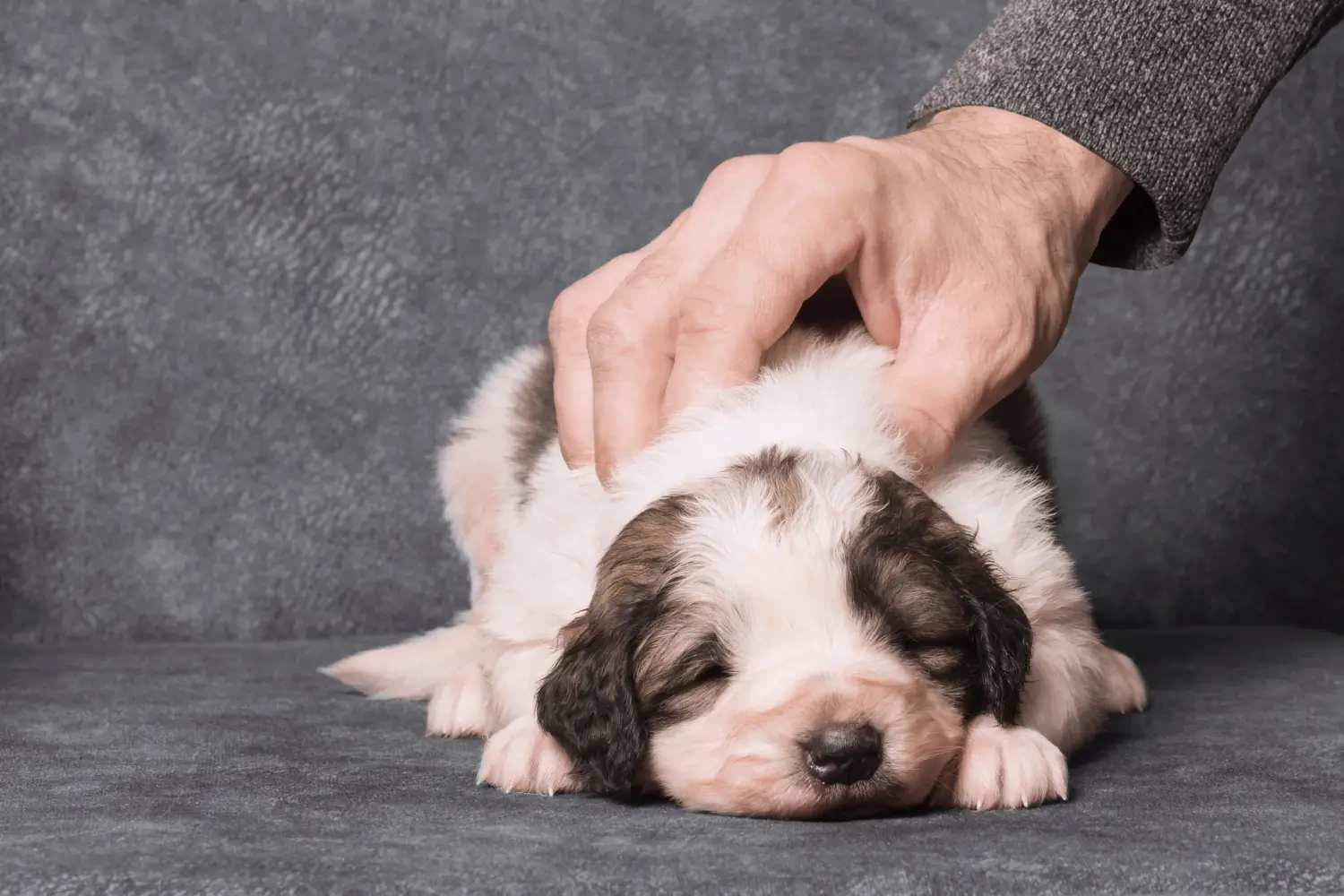 Buying a Tornjak puppy means taking responsibility! Buy Tornjak puppies.