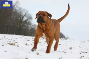 Read more about the article Tosa breeders and puppies in the Brussels-Capital Region