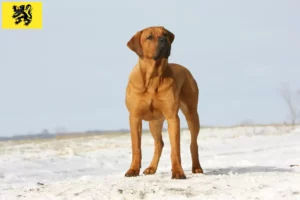 Read more about the article Tosa breeders and puppies in Flanders