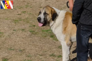 Read more about the article Transmontano Shepherd Dog Breeder and Puppies in Grand Est