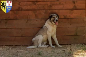 Read more about the article Transmontano Shepherd Dog Breeder and Puppies in Hauts-de-France