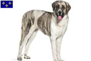 Read more about the article Transmontano Shepherd Dog Breeder and Puppies in Île-de-France