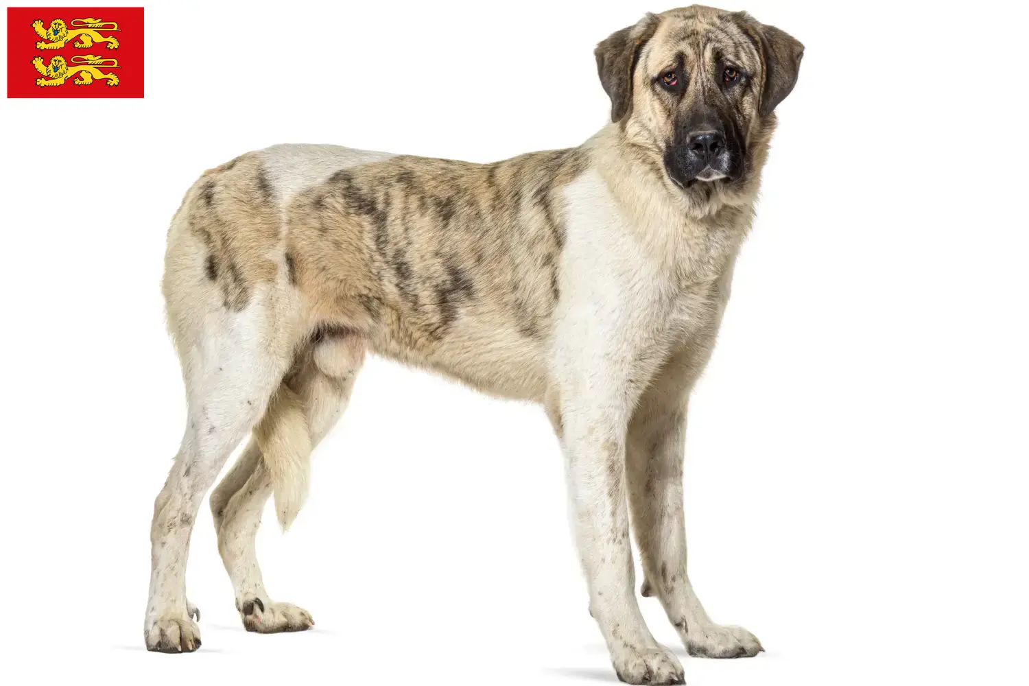 Transmontano Shepherd Dog Puppies and Breeder Normandy Find Transmontano Shepherd Dog breeders in Normandy.