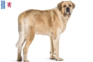 Read more about the article Transmontano Shepherd Dog Breeder and Puppies in Nouvelle-Aquitaine