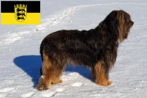 Read more about the article Wäller breeders and puppies in Baden-Württemberg