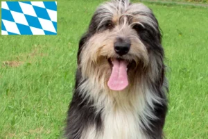 Read more about the article Wäller breeders and puppies in Bavaria