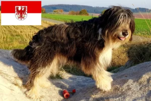 Read more about the article Wäller breeders and puppies in Brandenburg