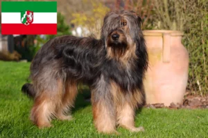 Read more about the article Wäller breeders and puppies in North Rhine-Westphalia