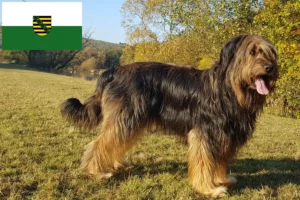 Read more about the article Wäller breeders and puppies in Saxony