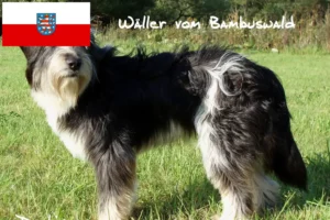 Read more about the article Wäller breeders and puppies in Thuringia