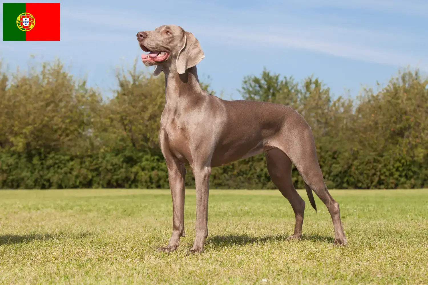 Read more about the article Weimaraner breeders and puppies in Portugal