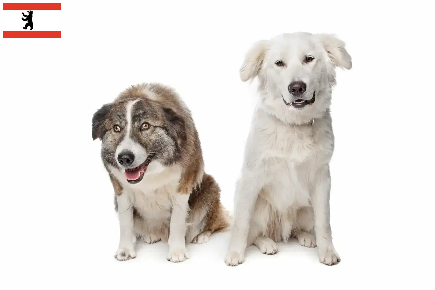 Aidi puppies and breeders Berlin Here you can find Aidis breeders in Berlin.