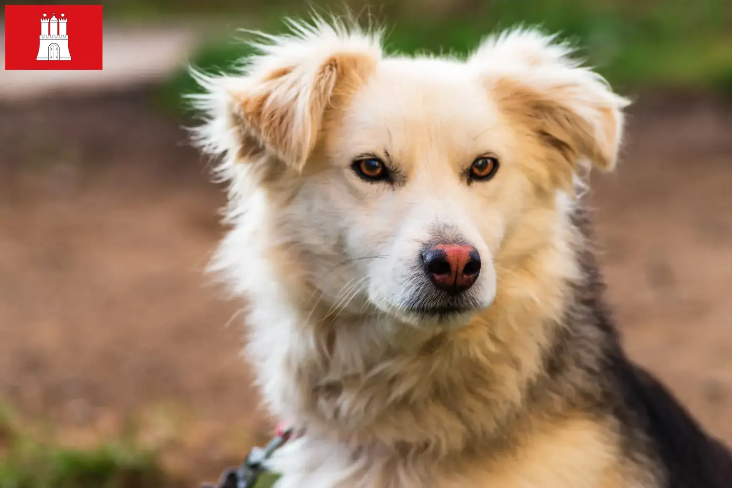 Aidi puppies and breeders Hamburg Here you can find Aidis breeders in Hamburg.