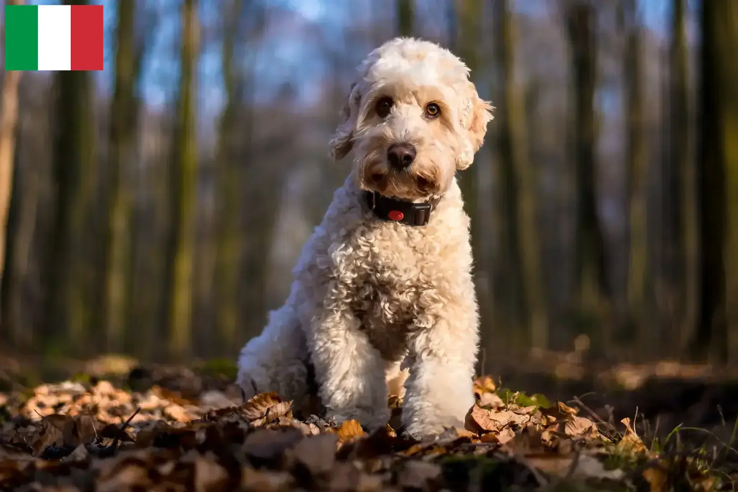 Read more about the article Cockapoo breeders and puppies in Italy