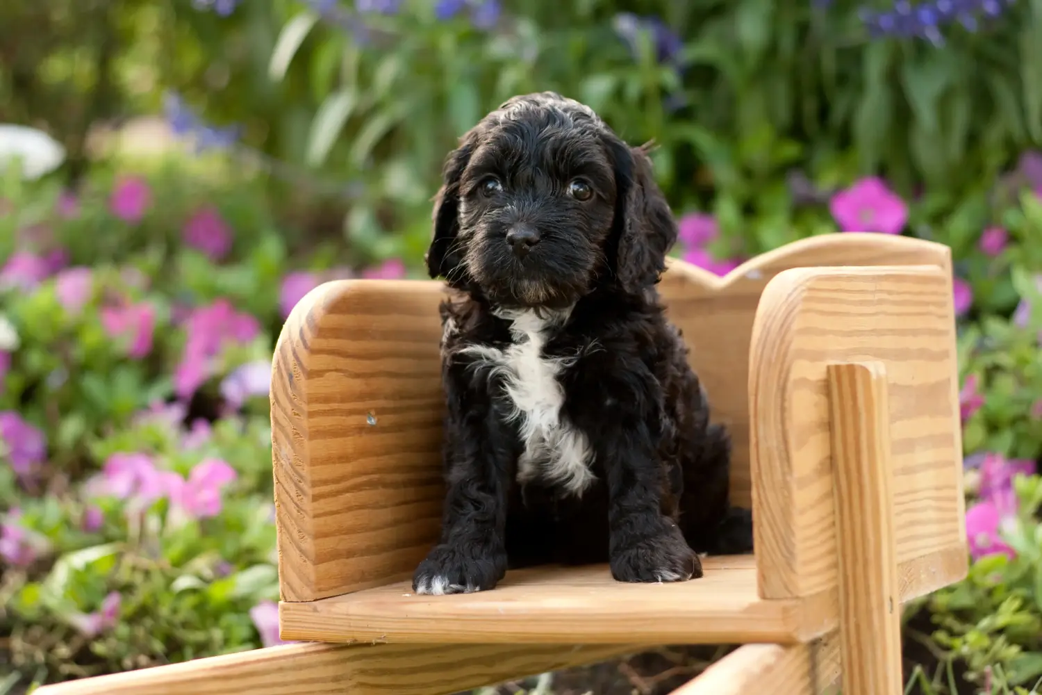 Buying a Cockapoo puppy means taking responsibility! Buy Cockapoo puppies.