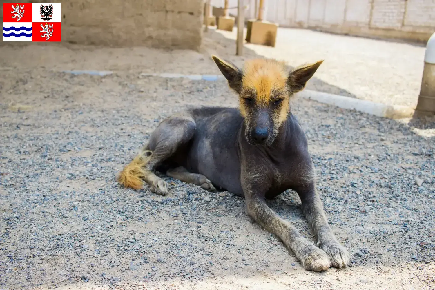 Read more about the article Peruvian Hairless Dog Breeder and Puppies in Central Bohemia