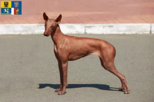 Read more about the article Peruvian Hairless Dog Breeder and Puppies in Moravia-Silesia