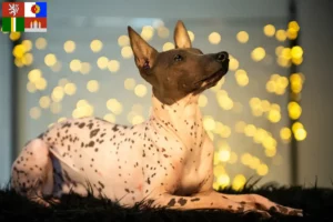 Read more about the article Peruvian Hairless Dog Breeder and Puppies in South Bohemia