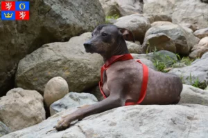 Read more about the article Peruvian Hairless Dog Breeder and Puppies in Hradec Králové