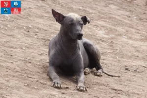 Read more about the article Peruvian Hairless Dog Breeder and Puppies in Karlovy Vary