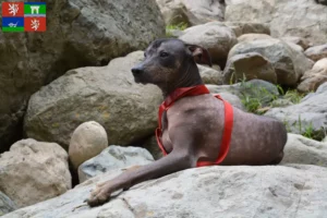 Read more about the article Peruvian Hairless Dog Breeder and Puppies in Ústí