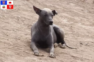 Read more about the article Peruvian naked dog breeder and puppies in Vysočina