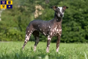 Read more about the article Peruvian naked dog breeder and puppies in Zlín