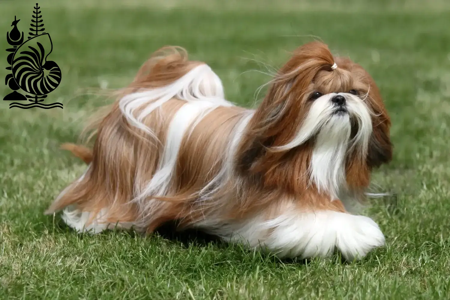 Read more about the article Shih Tzu breeders and puppies in New Caledonia
