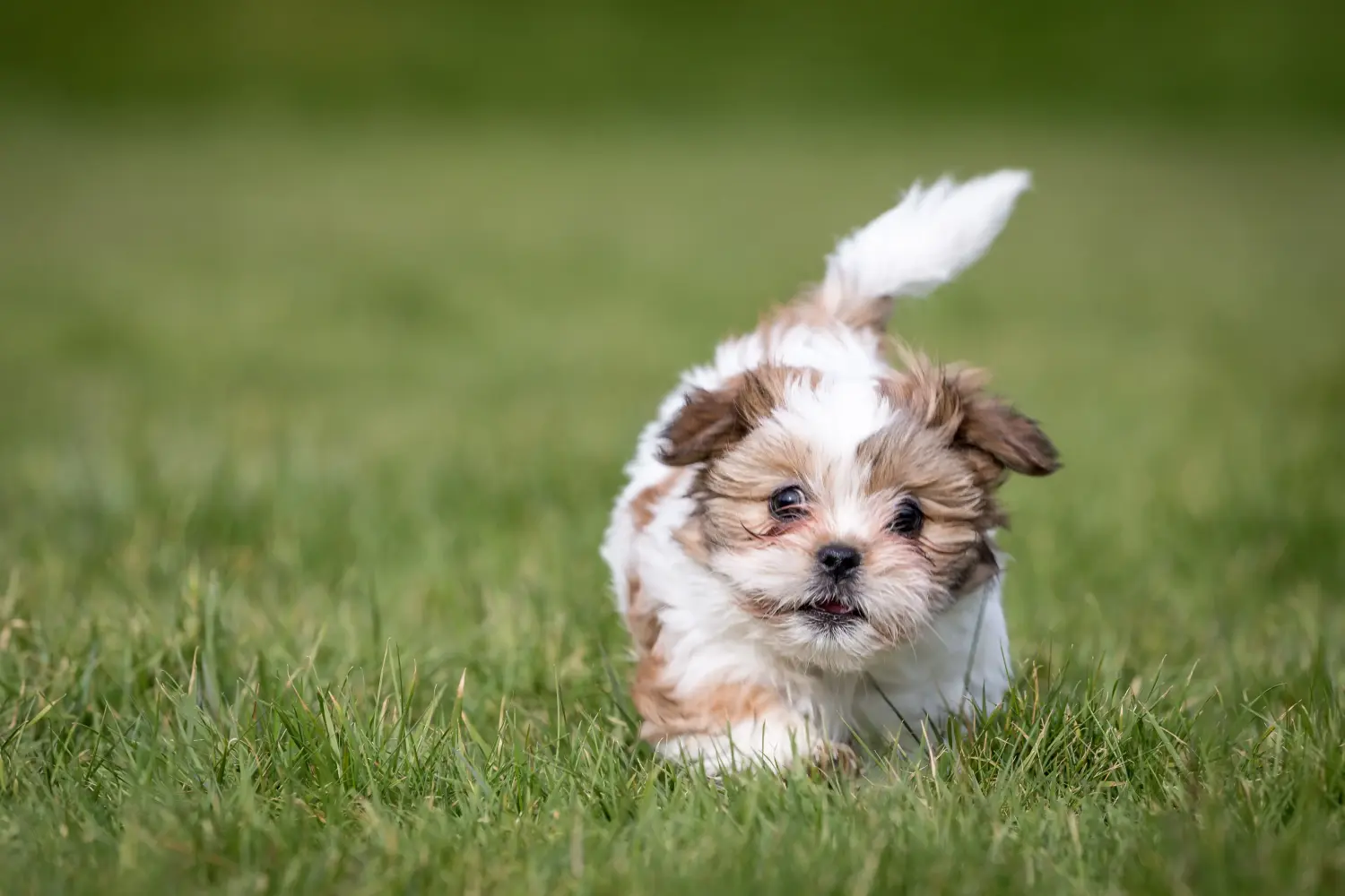 Buying a Shih Tzu puppy means taking responsibility! Buy Shih Tzu puppies.