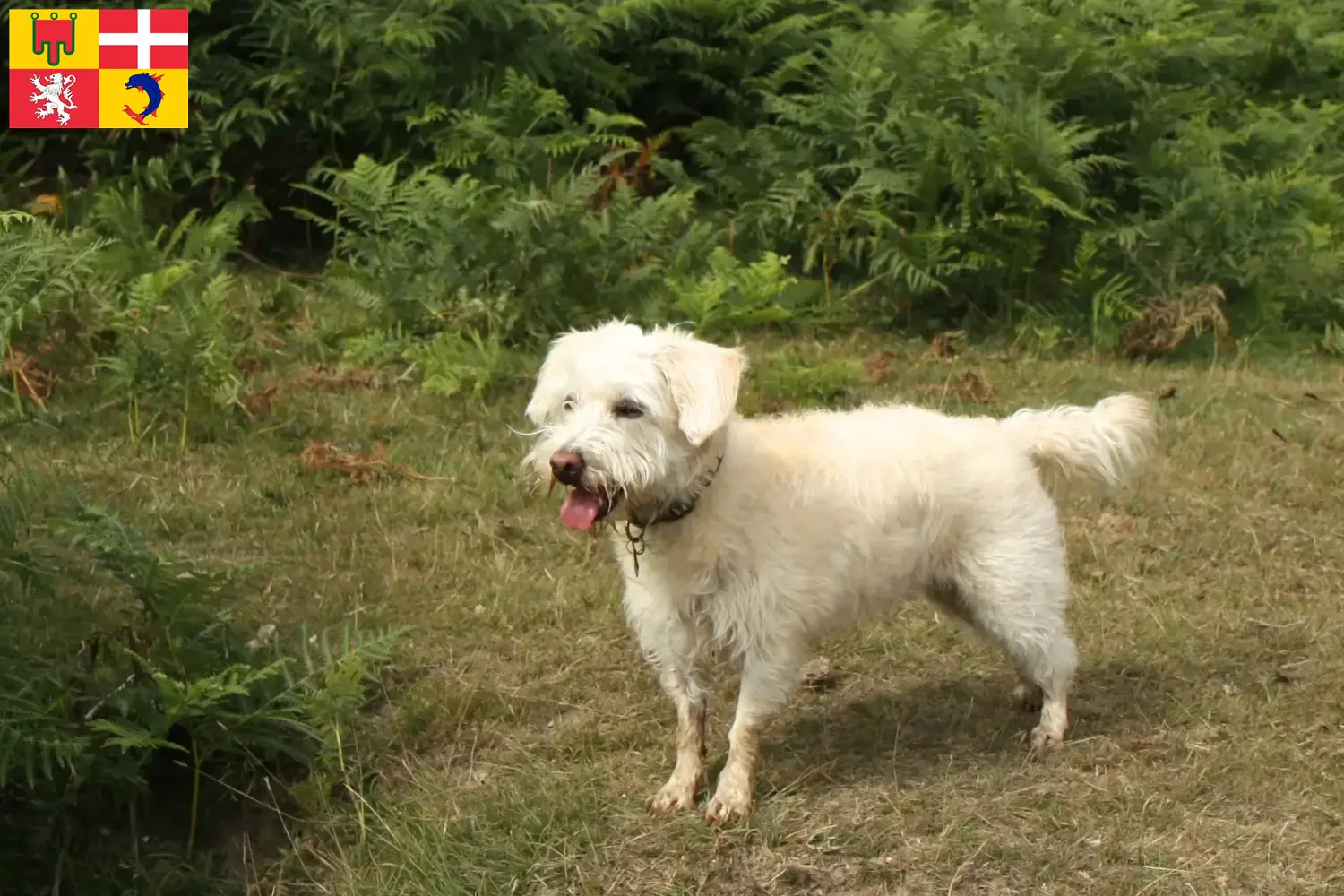 Read more about the article Westiepoo breeders and puppies in Auvergne-Rhône-Alpes