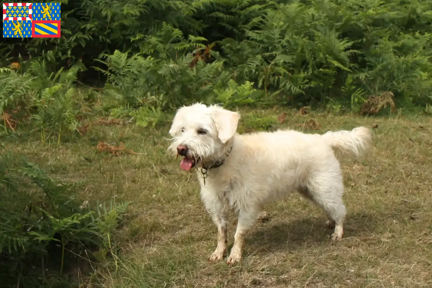 Read more about the article Westiepoo breeders and puppies in Bourgogne-Franche-Comté