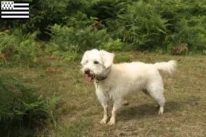 Read more about the article Westiepoo breeders and puppies in Brittany