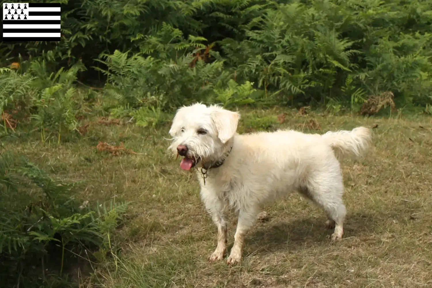 Read more about the article Westiepoo breeders and puppies in Brittany