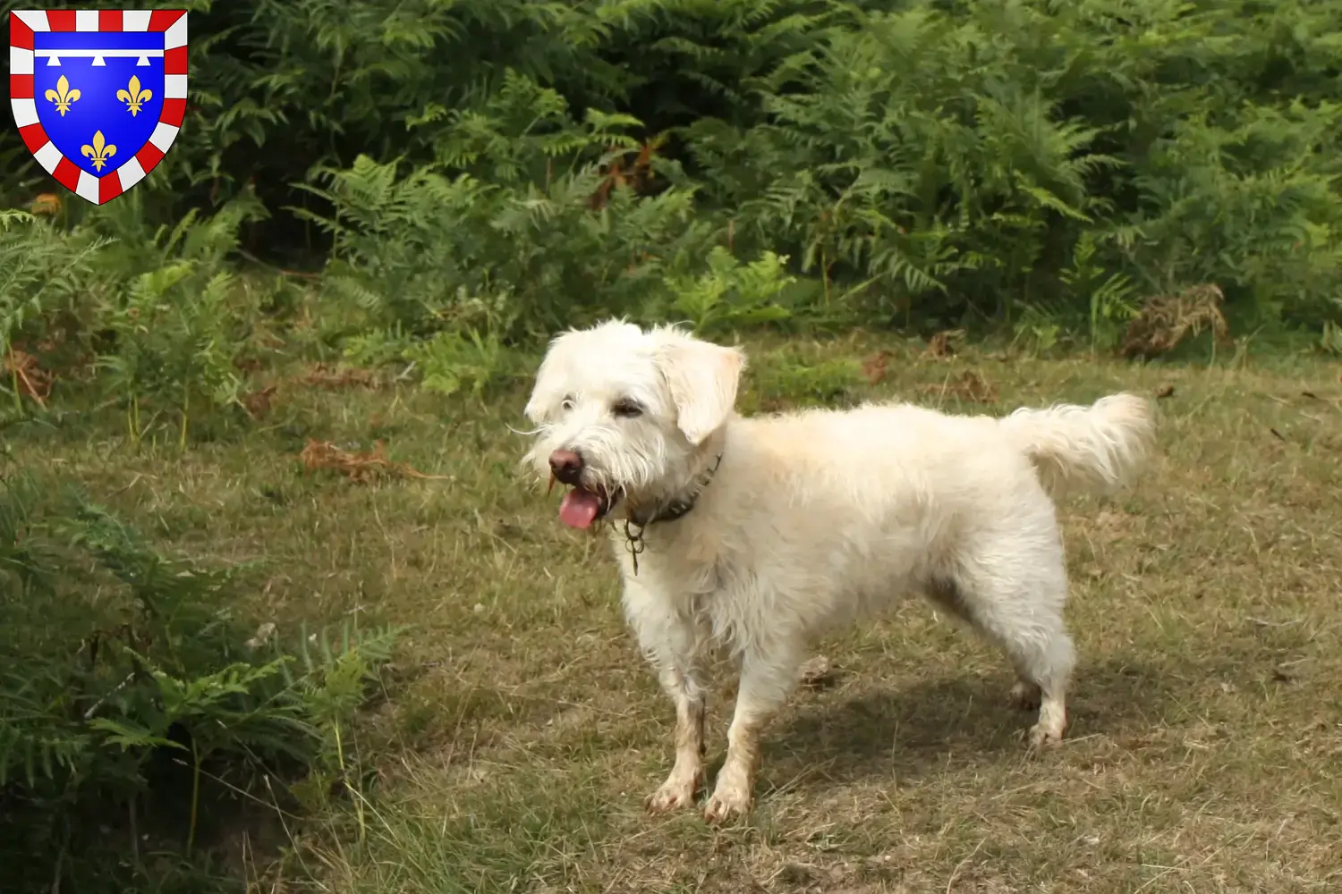 Read more about the article Westiepoo breeders and puppies in Centre-Val de Loire