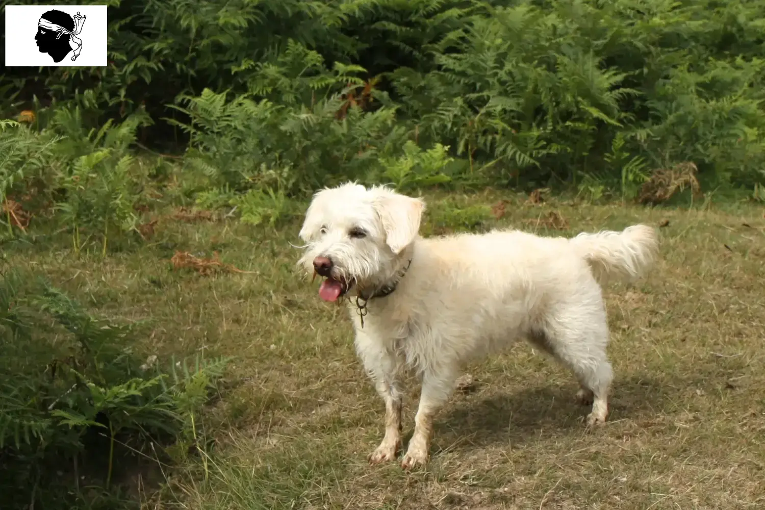 Read more about the article Westiepoo breeders and puppies in Corsica