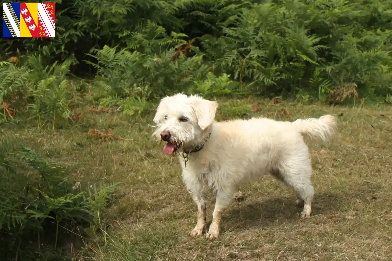 Read more about the article Westiepoo breeders and puppies in Grand Est