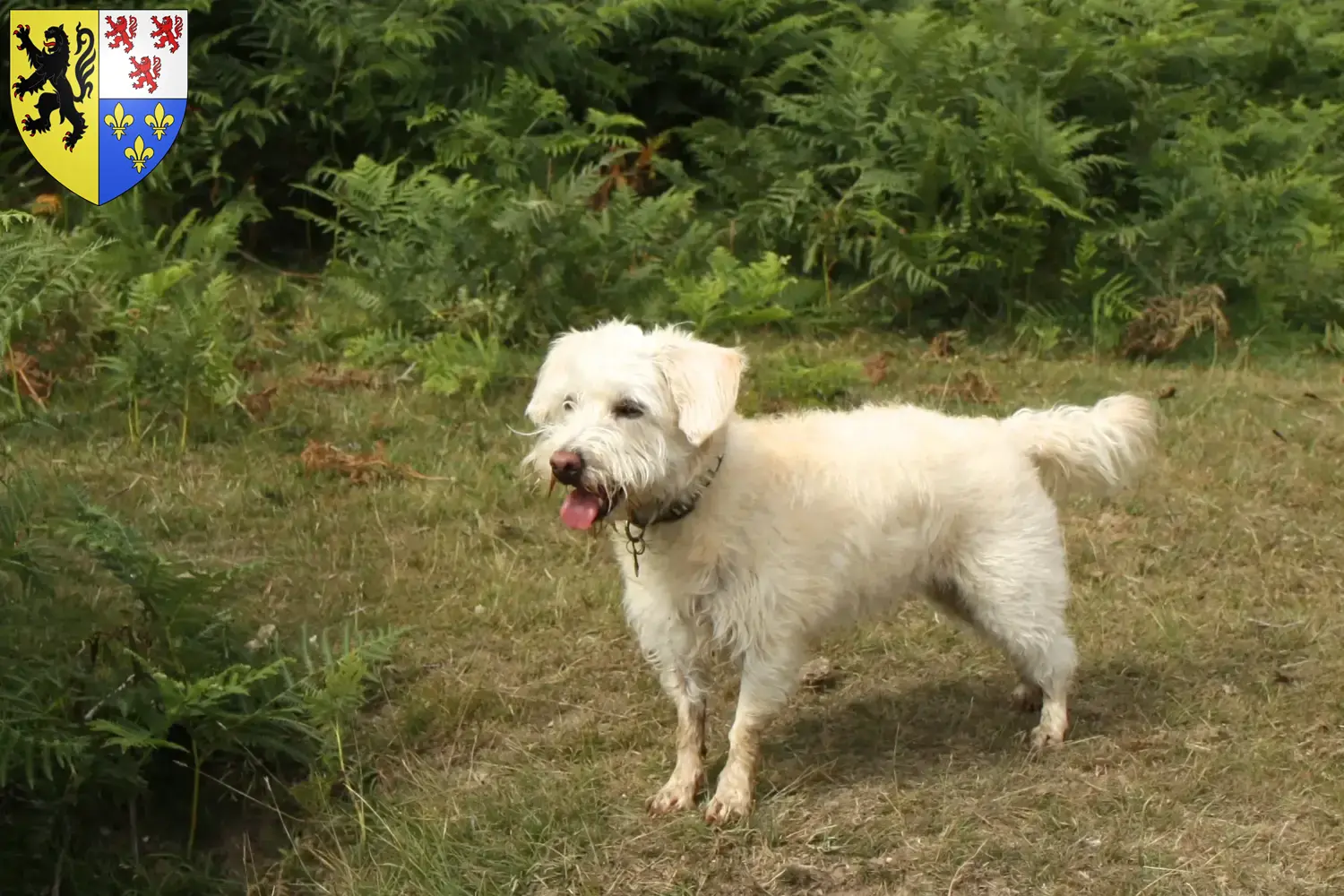 Read more about the article Westiepoo breeders and puppies in Hauts-de-France